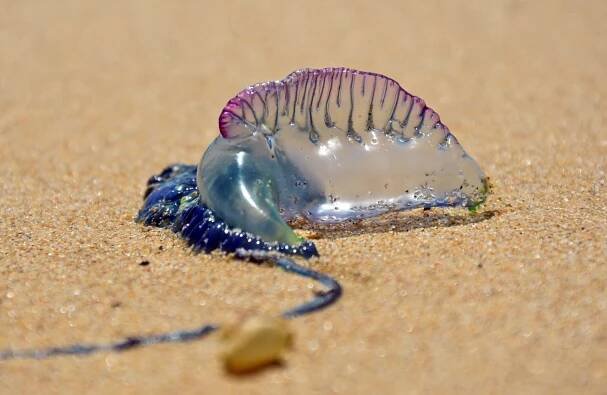 Portuguese man o' war na písčité pláži