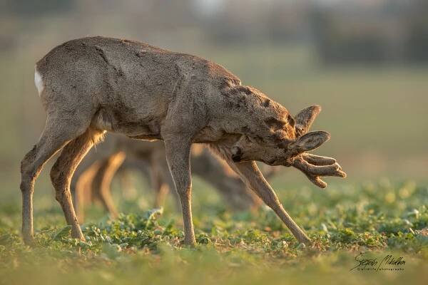Sudokopytníci jelenovití | Štěpán Mikulka | Wildlife fotograf