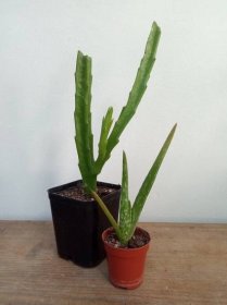1+1 Stapelia grandiflora + Aloe Vera