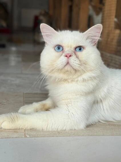 Milo | Adopt An Animal BARC