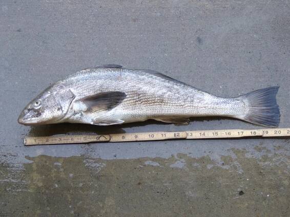California corbina