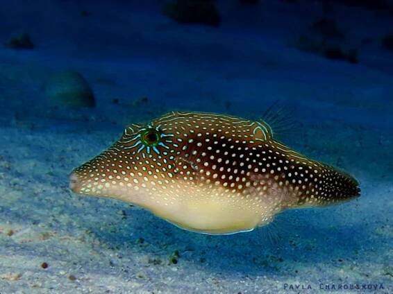 Canthigaster margaritata - Hranobřich tečkovaný 