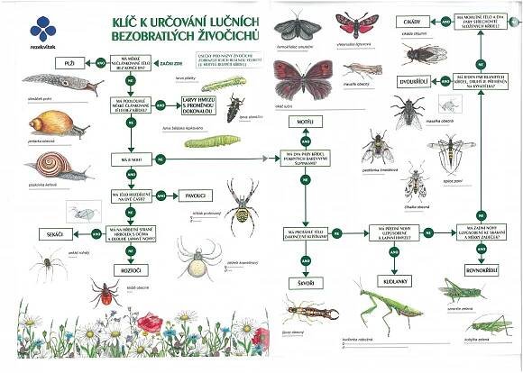 Klíč k určování lučních bezobratlých živočichů - ČSOP Vlašim