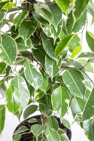 Fíkus, Ficus benjamina Twilight, zeleno - bílý, skladem | ZAZUMi.cz