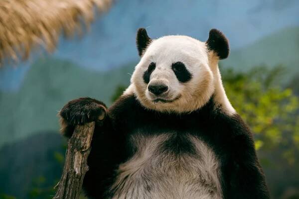 Erstaunlicher Fund: Pandas lebten einst im Allgäu - SMART UP NEWS