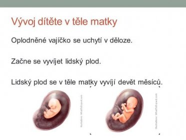 Oplodněné vajíčko se uchytí v děloze. Začne se vyvíjet lidský plod. Lidský plod se v těle matky vyvíjí devět měsíců.