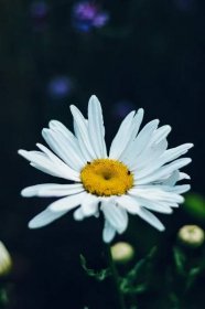 Bílý květ, zblízka, pyl, bílá, okvětní lístky, Jarní čas, závod, léto, květ, květ