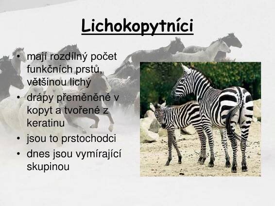 PPT - Lichokopytníci PowerPoint Presentation, free download - ID:5200396