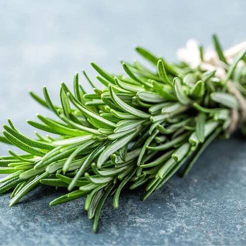 Easy Rosemary Lemonade Recipe Ingredient - Fresh Rosemary Sprigs in a Bundle 