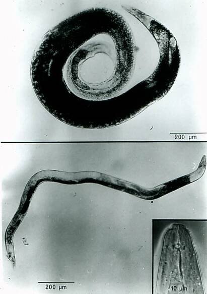 Anguina (nematode) - Wikipedia