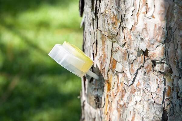 Tree Disease Treatment in Texas
