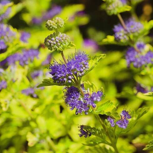 Klandonská barbula 'Worcester Gold' (Caryopteris clandonensis) Květináč 2L
