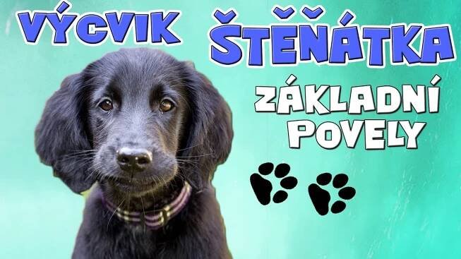 UČÍM ŠTĚNĚ ZÁKLADNÍ POVELY