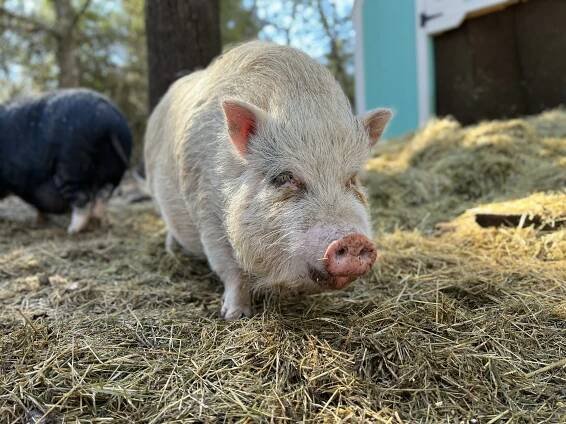 Sponsorships — Central Texas Pig Rescue