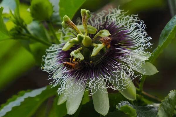 5 x Semena marakuji Passiflora Mučenka jedlá Marakuja Passion fruit Životní cyklus rostliny víceletá