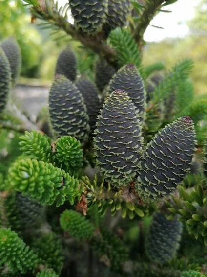 Jedle - Abies