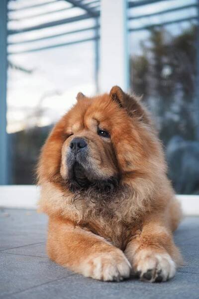 Chow Chow Insurance