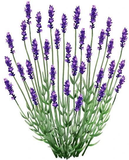 English lavender 'Hidcote' - Pollinator Pathmaker