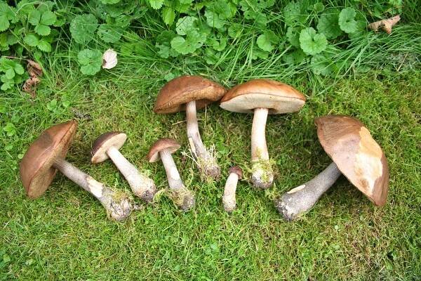křemenáč Leccinum scabrum