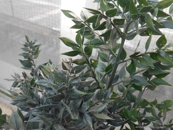 Listnatec ostnitý (Ruscus aculeatus)