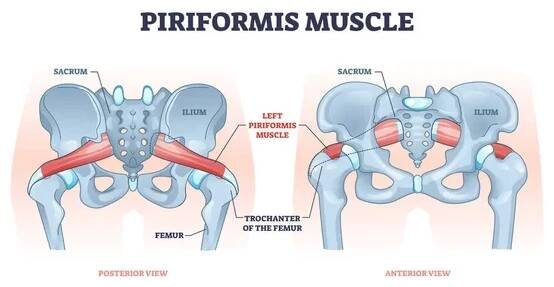 Piriformis sval s kyčelní skeleton a svalový systém obrys diagram — Ilustrace
