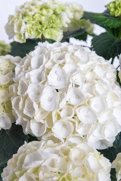 Hortenzie velkolistá, Hydrangea macrophylla, bílá, skladem | ZAZUMi.cz