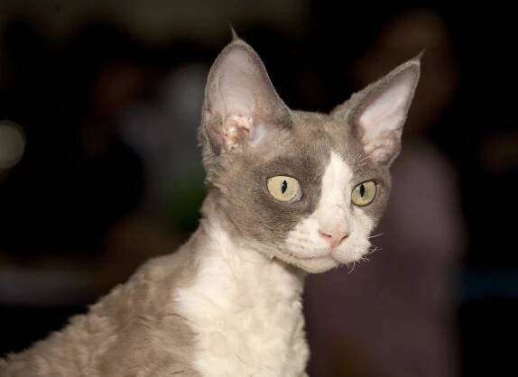 Devon rex, rozkošná kočka