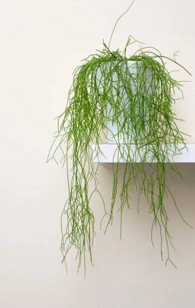 Rhipsalis cassutha – zelené vlasy – Pokojovky od Lucie
