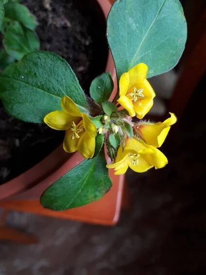 Pokojovky: Lysimachia.