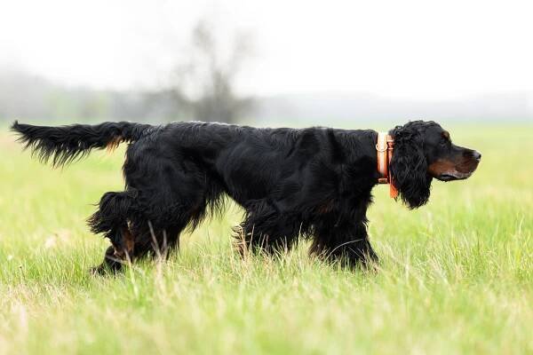 sweven gordon setters