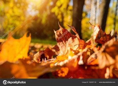 Spadané listí v podzimním lese