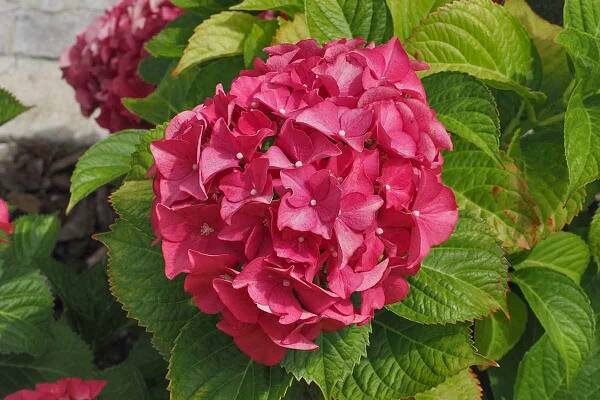 Hortenzia veľkolistá ‘Royal Red’