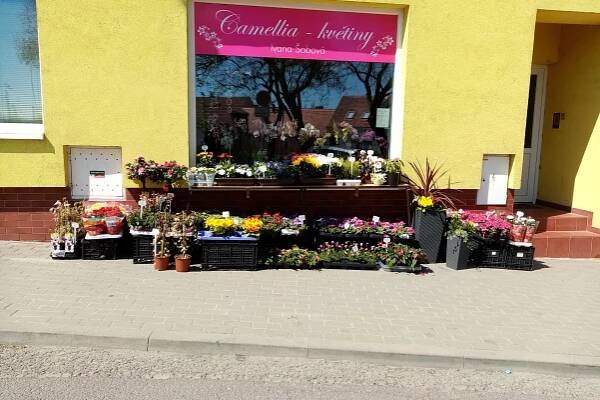 Camellia květiny foto 1