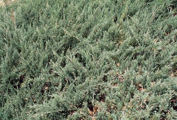 Close-up of Creeping Juniper or Horizontal Juniper (Juniperus horizontalis Glauca), Cupressaceae