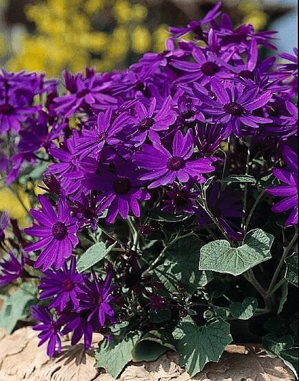 Senetti-Deep-Blue-02.png