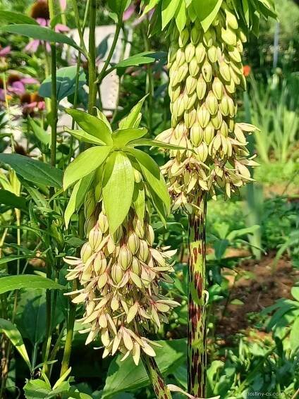 Chocholatice dvoubarvá (Eucomis bicolor)