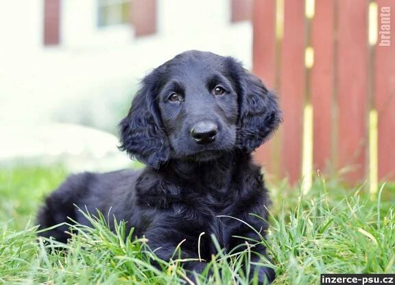Flat Coated Retriever - štěňata s PP - zahraniční krytí