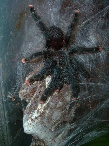 Soubor:Avicularia metallica 110904.jpg – Wikipedie