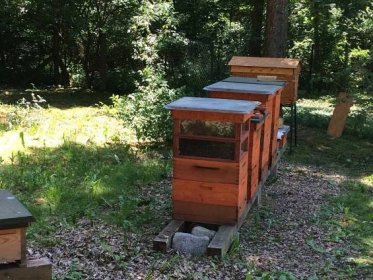 Pražský med je jeden z nejlepších v Česku: Děti ho v lese baštily tak, že nestačil