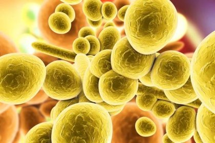 Global fungal infection deaths double in a decade – the 3 strains that live in our homes and on our skin...