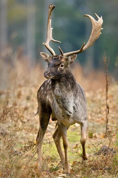 Sudokopytníci jelenovití | Štěpán Mikulka | Wildlife fotograf