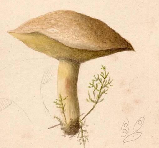 Obrázek - Suillus variegatus (klouzek strakoš) | BioLib.cz