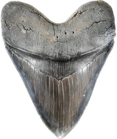 Megalodon Teeth 5- 6 1/2"