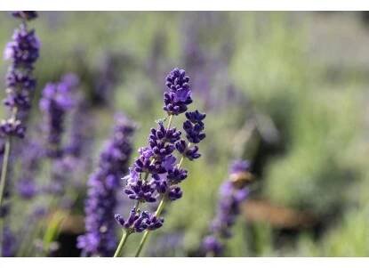 OBI Levandule lékařská "Hidcote", 6 ks nakoupit u OBI