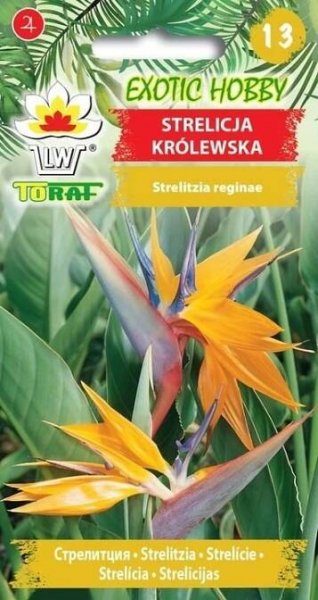 KRÁLOVSKÁ STRELICIE - "Rajský pták" u vás doma (T)