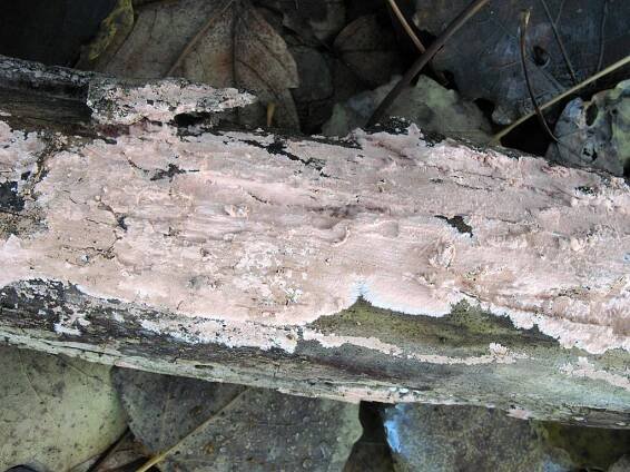 Corticiaceae - kornatcovité - myko.cz