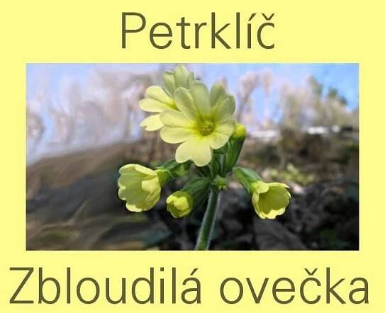 Zbloudilá ovečka