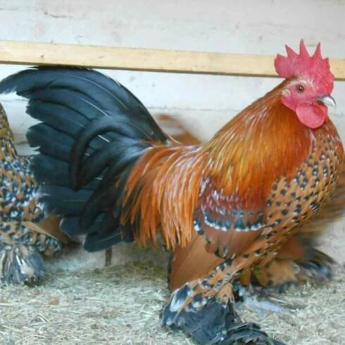 two roosters standing next to each other on the ground