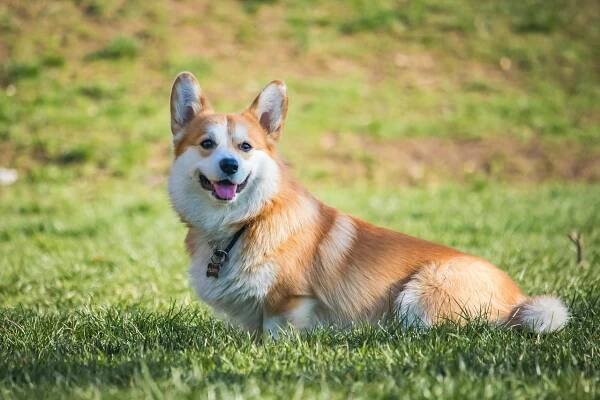 Pes, Corgi, Mazlíček, Roztomilý