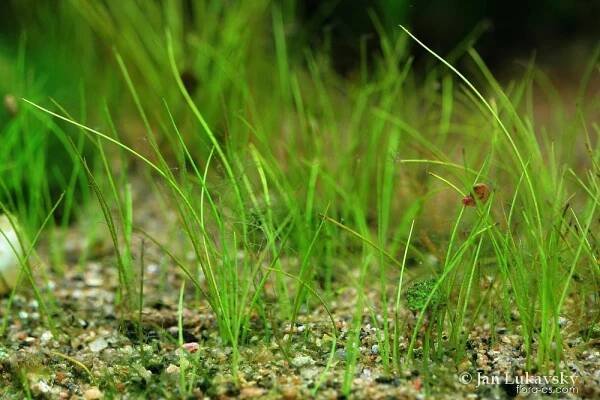 Bahnička jehlovitá (Eleocharis acicularis)